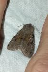 Orthosia incerta