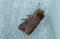 Cerastis rubricosa