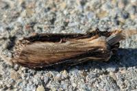 Cucullia verbasci
