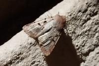 Orthosia gothica