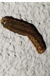 Noctua pronuba