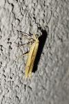 Ypsolopha mucronella