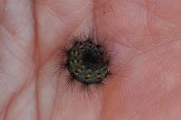 Phragmatobia fuliginosa