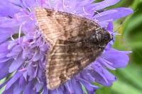 Euclidia glyphica