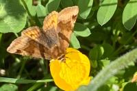 Euclidia glyphica