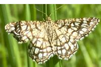 Chiasmia clathrata