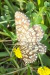 Chiasmia clathrata