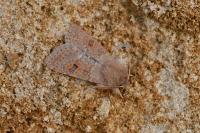 Orthosia miniosa