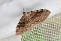 Rheumaptera cervinalis cervinalis