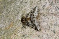 Lycia hirtaria