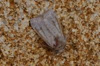 Orthosia cruda