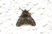 Biston strataria