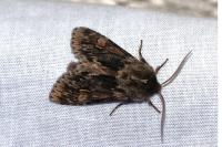 Brachionycha nubeculosa