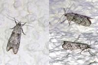Diurnea fagella