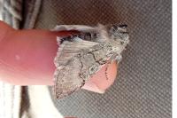 Achlya flavicornis