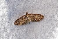 Eupithecia abbreviata