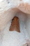 Orthosia cerasi