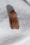 Orthosia incerta