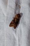 Orthosia gothica