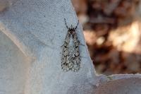 Diurnea fagella