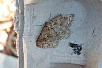 Ectropis crepuscularia
