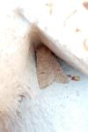 Orthosia cruda
