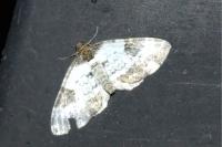 Melanthia procellata