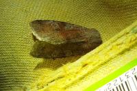 Orthosia incerta