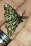 Lycia hirtaria