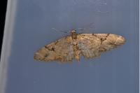 Eupithecia lanceata