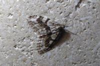 Trichopteryx polycommata