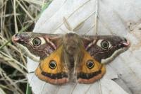 Saturnia pavonia