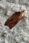 Acleris cristana