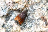 Pammene rhediella