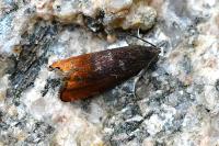 Pammene rhediella