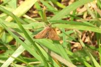 Pyrausta despicata despicata
