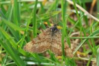 Ematurga atomaria