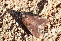 Lacanobia oleracea