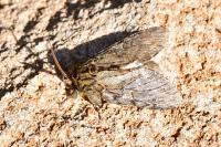 Peridea anceps