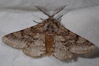 Lycia hirtaria