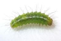 Rivula sericealis