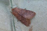 Orthosia cerasi