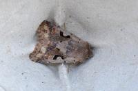 Orthosia gothica