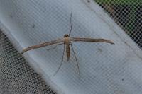 Emmelina monodactyla