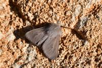 Diaphora mendica