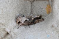 Egira conspicillaris