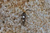 Incurvaria masculella