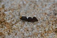Incurvaria masculella
