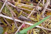 Aroga velocella