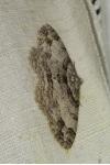 Paradarisa consonaria